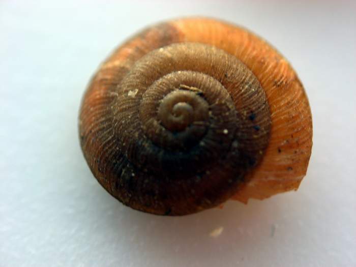 Caracollina (Caracollina) lenticula (Michaud, 1831)